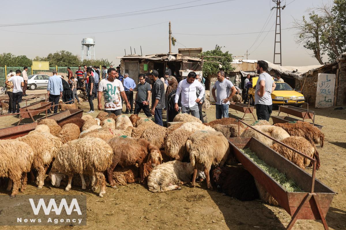 Iranians are buying sheep to mark Eid al-Adha at a livestock market in southern Tehran, Iran July 10, 2022. Majid Asgaripour/WANA (West Asia News Agency)