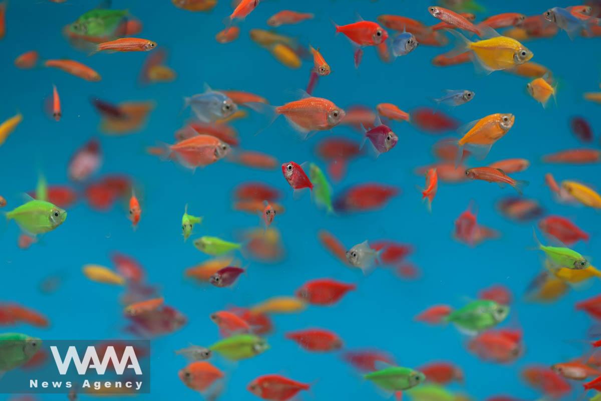 Goldfish are seen ahead of Nowruz, the Iranian New Year, in Tehran, Iran March 16, 2023. Majid Asgaripour/WANA (West Asia News Agency)