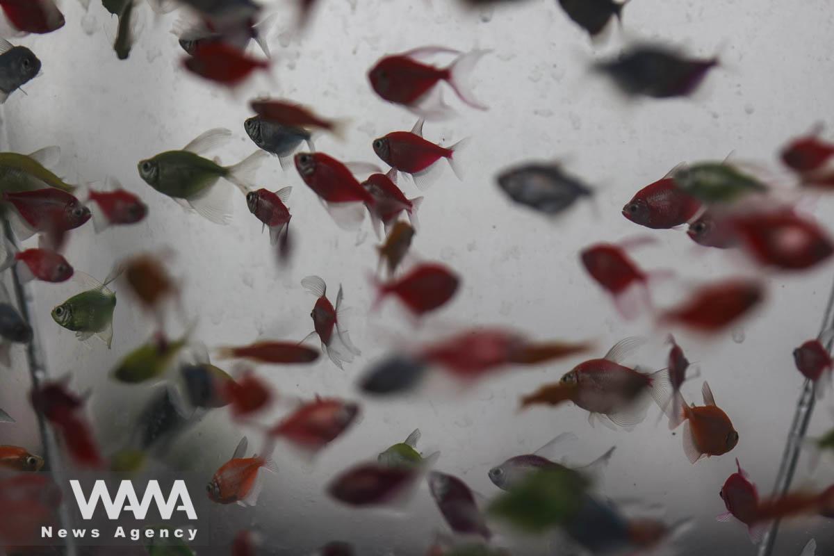 Goldfish are seen ahead of Nowruz, the Iranian New Year, in Tehran, Iran March 16, 2023. Majid Asgaripour/WANA (West Asia News Agency)