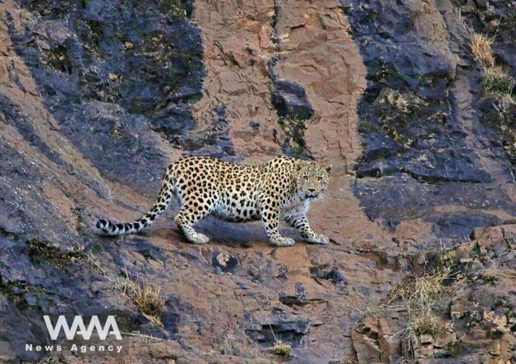 Leopard of Mazandaran. Social Media / WANA News Agency