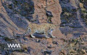 Leopard of Mazandaran. Social Media / WANA News Agency