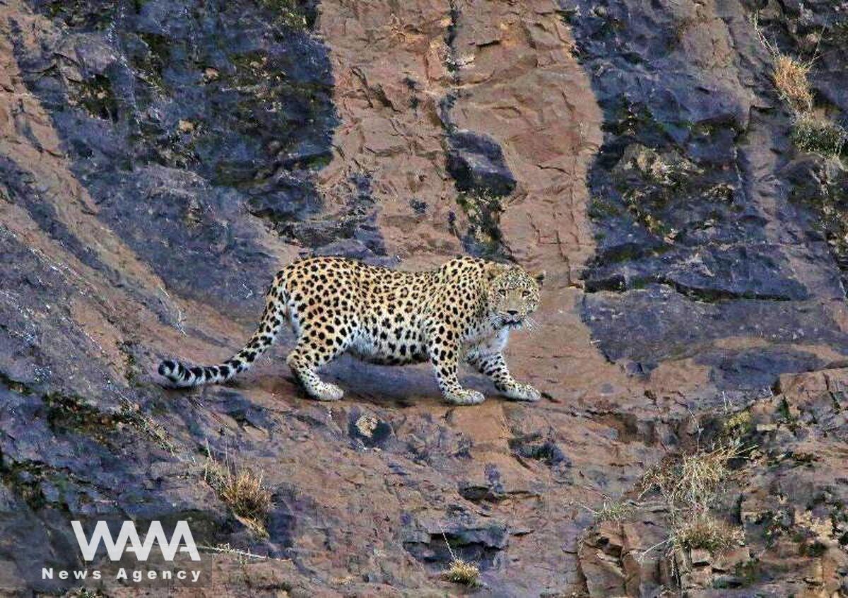 Leopard of Mazandaran. Social Media / WANA News Agency