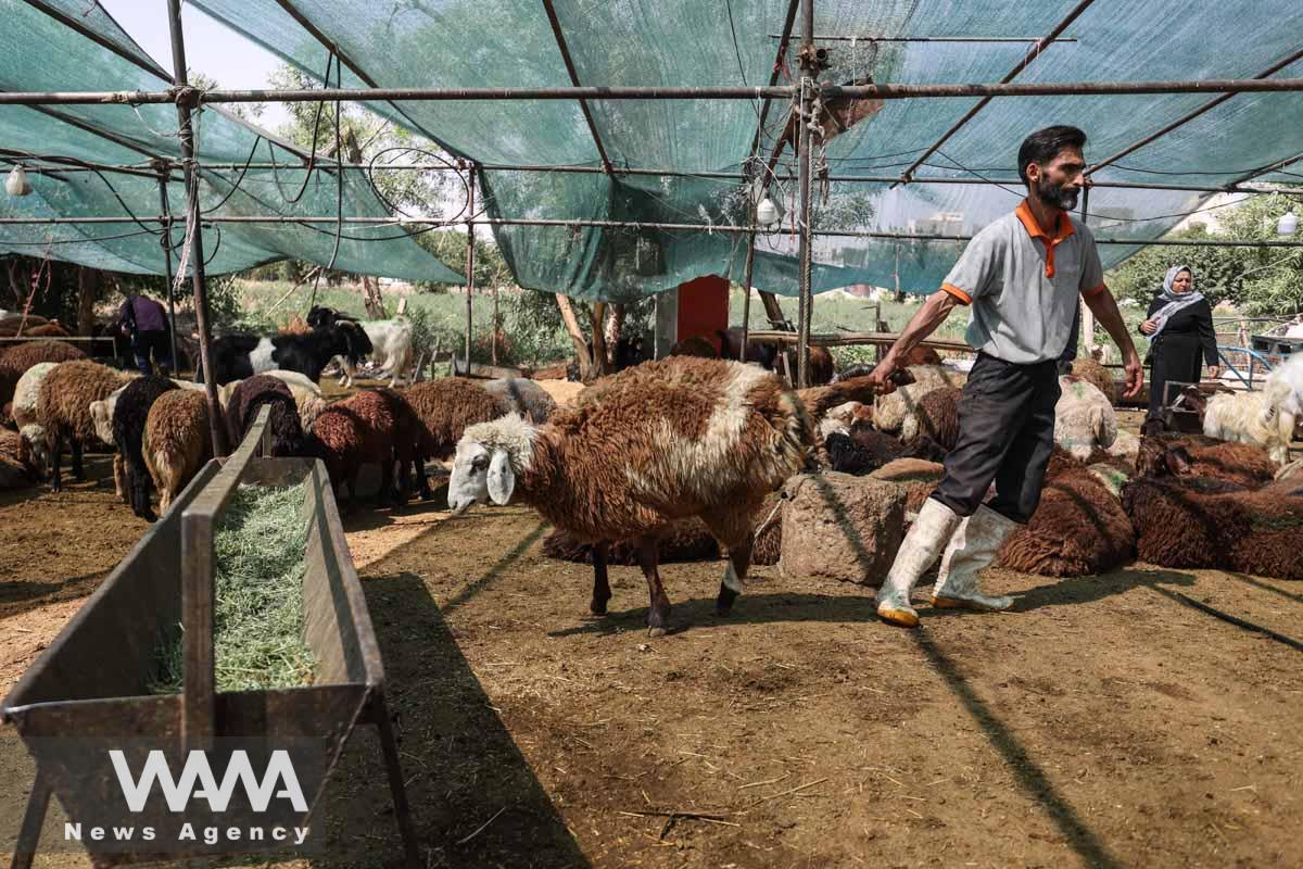 A worker carries a sheep for a customer on Eid al-Adha at a livestock market in southern Tehran, Iran June 29, 2023. Majid Asgaripour/WANA (West Asia News Agency)