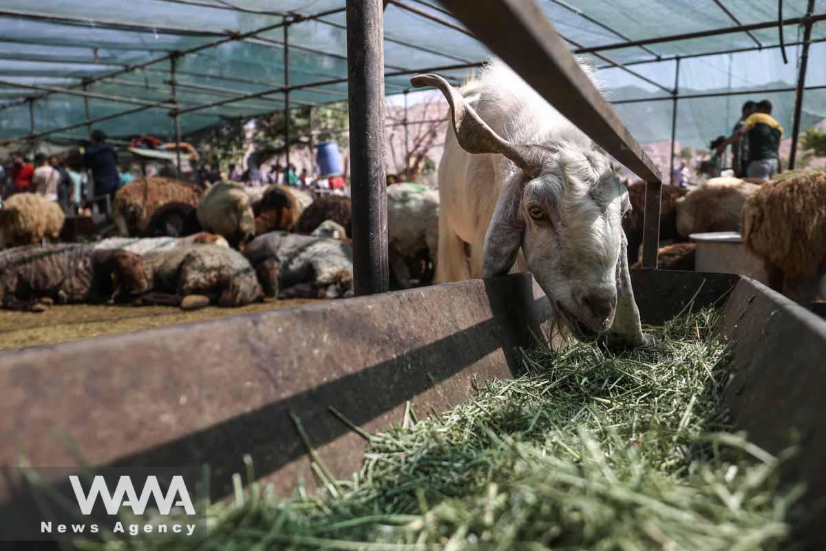 A sheep is pictured before being slaughtered to mark Eid al-Adha at a livestock market in southern Tehran, Iran June 29, 2023. Majid Asgaripour/WANA (West Asia News Agency)