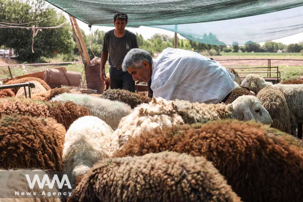 Iranians buy sheep to mark Eid al-Adha at a livestock market in southern Tehran, Iran June 29, 2023. Majid Asgaripour/WANA (West Asia News Agency)