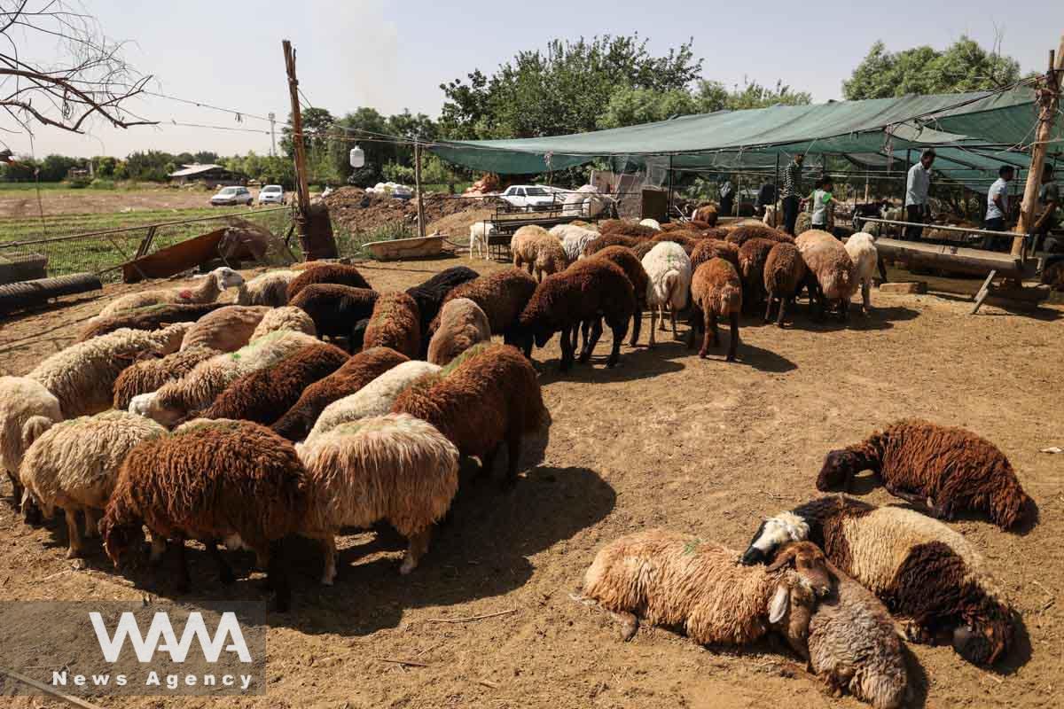 Sheep are pictured before being slaughtered to mark Eid al-Adha at a livestock market in southern Tehran, Iran June 29, 2023. Majid Asgaripour/WANA (West Asia News Agency)
