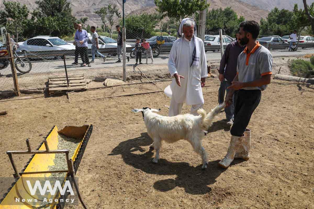 A worker carries a sheep for a customer on Eid al-Adha at a livestock market in southern Tehran, Iran June 29, 2023. Majid Asgaripour/WANA (West Asia News Agency)