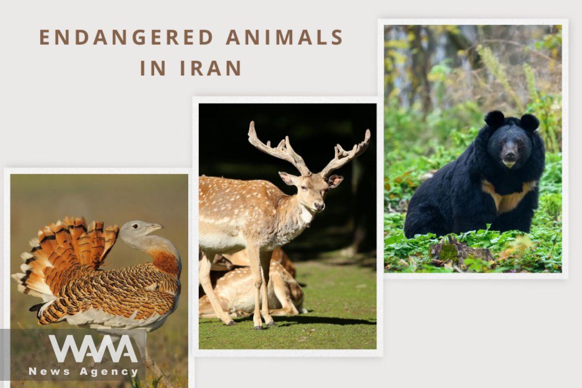 Endangered Animals in Iran