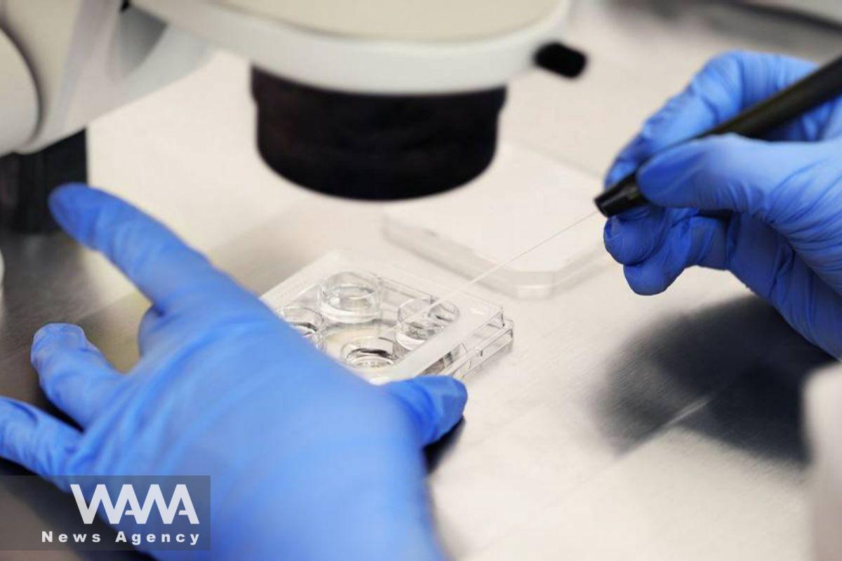Stem Cell Embryo Model Wins Royan Prize for Iranian Scientist