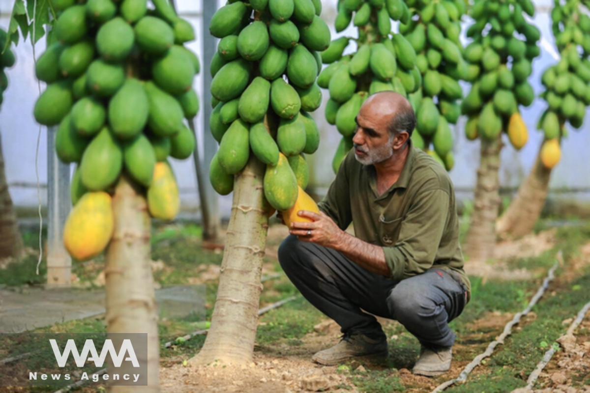 Iran’s largest greenhouse complex in Ardabil. Social media / WANA News Agency
