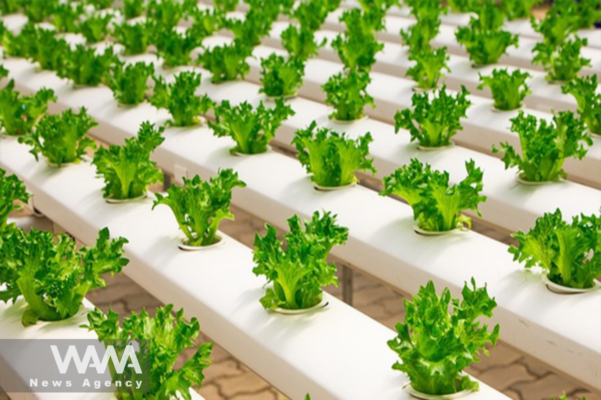 Iran’s largest greenhouse complex in Ardabil. Social media / WANA News Agency