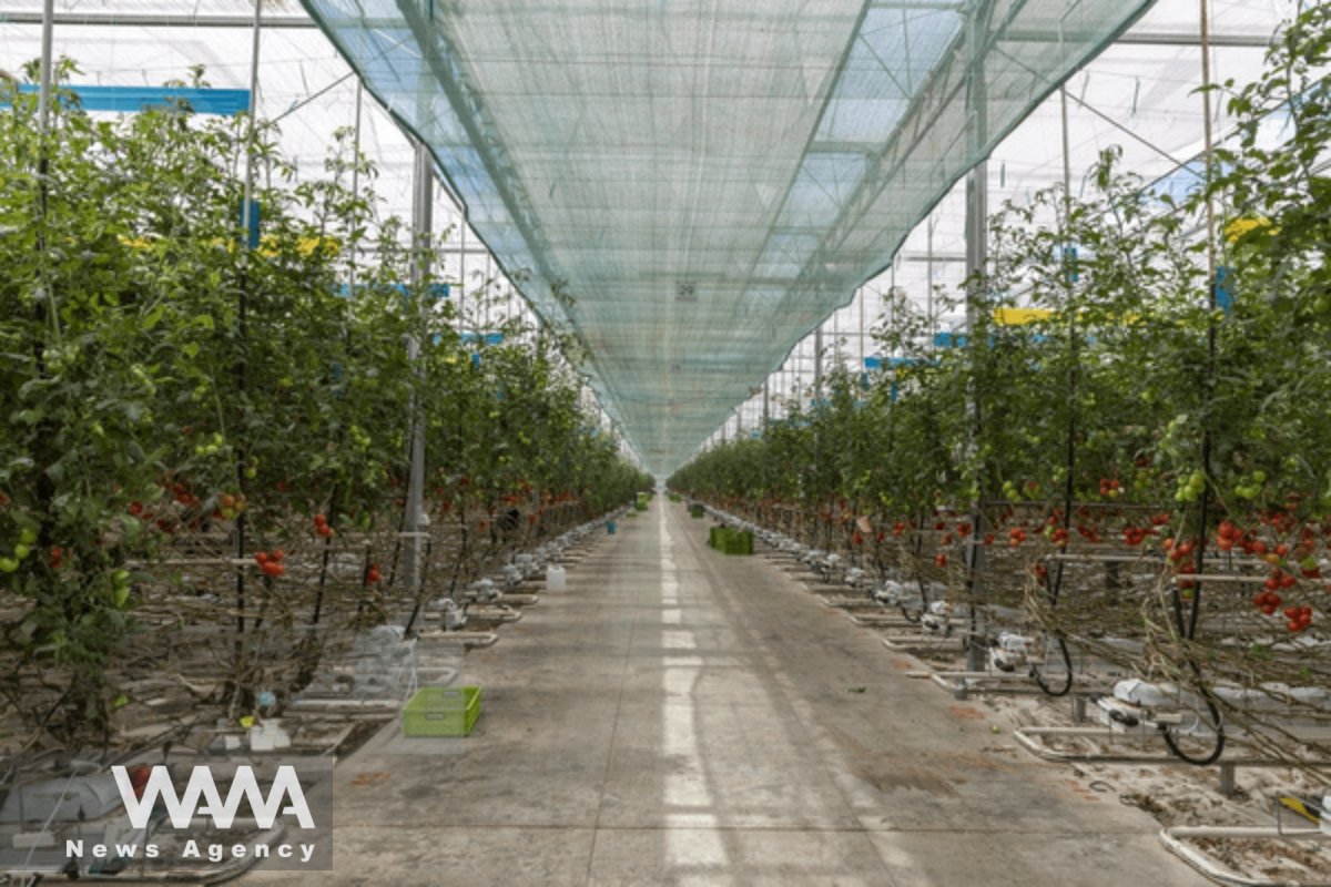 Iran’s largest greenhouse complex in Ardabil. Social media / WANA News Agency
